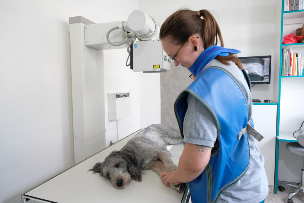 Mitarbeterin in Röntgenschürze hält Pfoten des Hundes auf dem Röntgentisch
